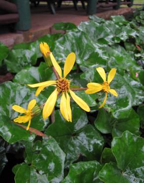 Fotografia 8 da espécie Farfugium japonicum no Jardim Botânico UTAD