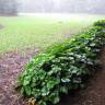 Fotografia 9 da espécie Farfugium japonicum do Jardim Botânico UTAD