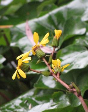 Fotografia 10 da espécie Farfugium japonicum no Jardim Botânico UTAD