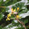 Fotografia 10 da espécie Farfugium japonicum do Jardim Botânico UTAD