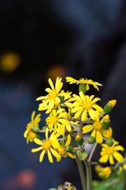 Fotografia da espécie Farfugium japonicum