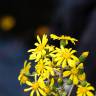 Fotografia 12 da espécie Farfugium japonicum do Jardim Botânico UTAD