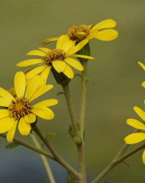 Fotografia 13 da espécie Farfugium japonicum no Jardim Botânico UTAD