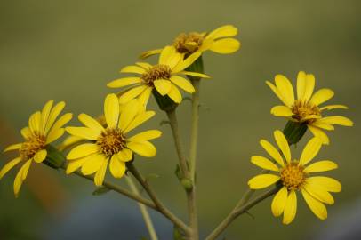 Fotografia da espécie Farfugium japonicum