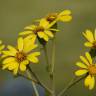 Fotografia 13 da espécie Farfugium japonicum do Jardim Botânico UTAD