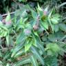 Fotografia 6 da espécie Euphorbia lathyris do Jardim Botânico UTAD