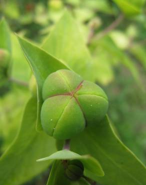 Fotografia 8 da espécie Euphorbia lathyris no Jardim Botânico UTAD