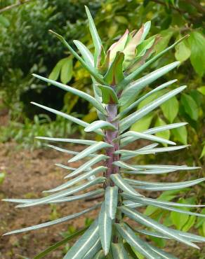 Fotografia 1 da espécie Euphorbia lathyris no Jardim Botânico UTAD