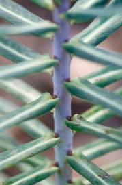 Fotografia da espécie Euphorbia lathyris