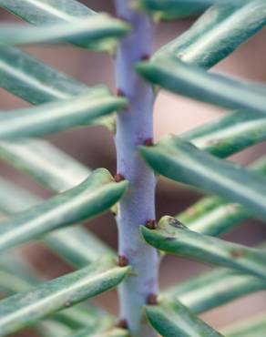 Fotografia 9 da espécie Euphorbia lathyris no Jardim Botânico UTAD