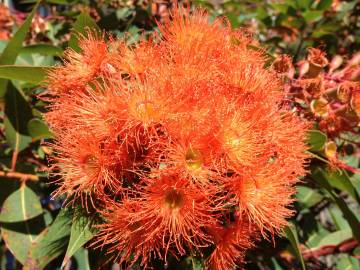 Fotografia da espécie Corymbia ficifolia