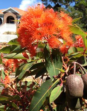 Fotografia 5 da espécie Corymbia ficifolia no Jardim Botânico UTAD