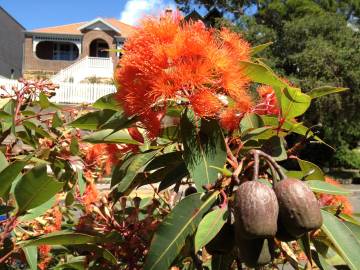 Fotografia da espécie Corymbia ficifolia