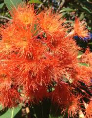 Corymbia ficifolia