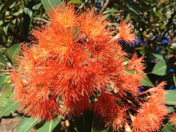 Fotografia da espécie Corymbia ficifolia