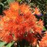 Fotografia 1 da espécie Corymbia ficifolia do Jardim Botânico UTAD