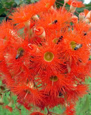 Fotografia 8 da espécie Corymbia ficifolia no Jardim Botânico UTAD