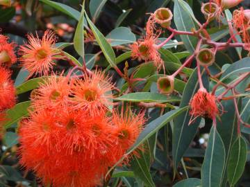 Fotografia da espécie Corymbia ficifolia