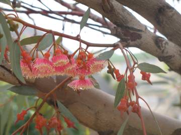 Fotografia da espécie Corymbia ficifolia