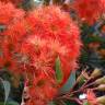 Fotografia 12 da espécie Corymbia ficifolia do Jardim Botânico UTAD