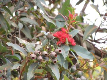 Fotografia da espécie Corymbia ficifolia