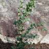 Fotografia 5 da espécie Eucalyptus gunnii do Jardim Botânico UTAD