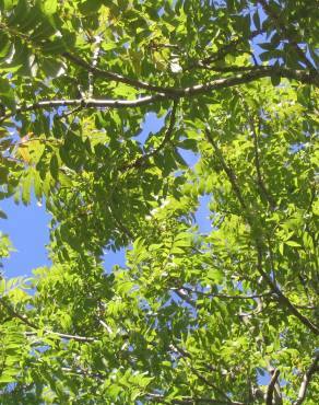 Fotografia 5 da espécie Fraxinus excelsior no Jardim Botânico UTAD