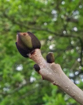 Fotografia 6 da espécie Fraxinus excelsior no Jardim Botânico UTAD