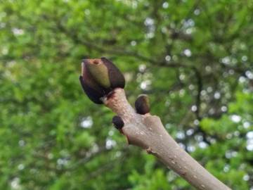 Fotografia da espécie Fraxinus excelsior