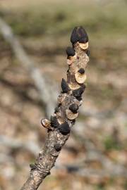 Fotografia da espécie Fraxinus excelsior