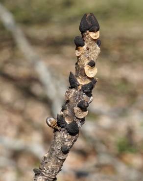 Fotografia 7 da espécie Fraxinus excelsior no Jardim Botânico UTAD