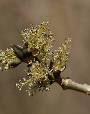 Fotografia 8 da espécie Fraxinus excelsior no Jardim Botânico UTAD