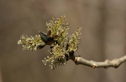 Fotografia da espécie Fraxinus excelsior