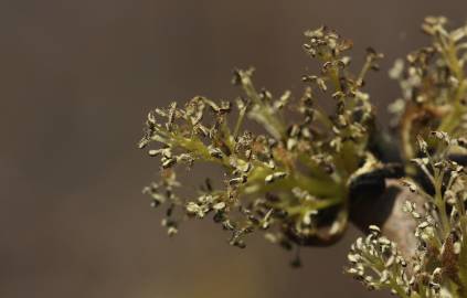 Fotografia da espécie Fraxinus excelsior