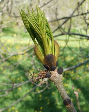 Fotografia 10 da espécie Fraxinus excelsior no Jardim Botânico UTAD