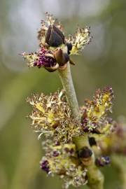 Fotografia da espécie Fraxinus excelsior