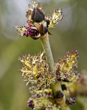 Fotografia 11 da espécie Fraxinus excelsior no Jardim Botânico UTAD