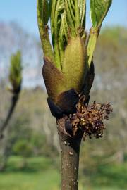 Fotografia da espécie Fraxinus excelsior