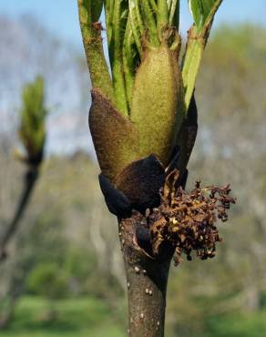 Fotografia 12 da espécie Fraxinus excelsior no Jardim Botânico UTAD