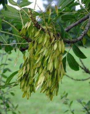 Fotografia 13 da espécie Fraxinus excelsior no Jardim Botânico UTAD