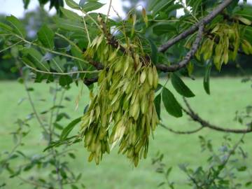 Fotografia da espécie Fraxinus excelsior