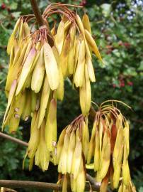 Fotografia da espécie Fraxinus excelsior