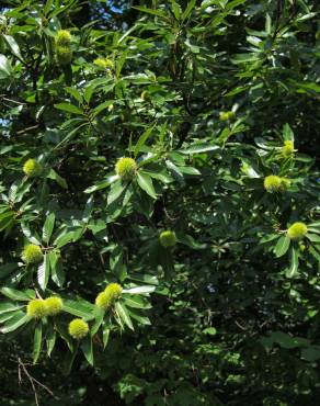 Fotografia 5 da espécie Castanea sativa no Jardim Botânico UTAD