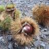 Fotografia 6 da espécie Castanea sativa do Jardim Botânico UTAD