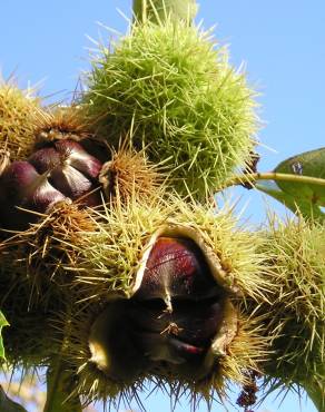 Fotografia 7 da espécie Castanea sativa no Jardim Botânico UTAD