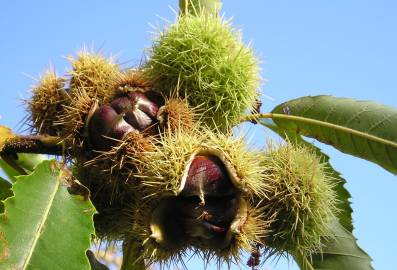 Fotografia da espécie Castanea sativa