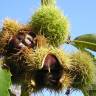 Fotografia 7 da espécie Castanea sativa do Jardim Botânico UTAD