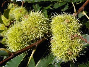 Fotografia da espécie Castanea sativa