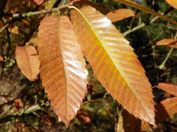 Fotografia da espécie Castanea sativa