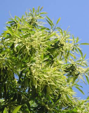 Fotografia 11 da espécie Castanea sativa no Jardim Botânico UTAD